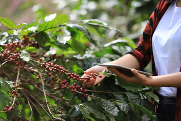 Plant disease of coffee bean in farm with Technology.coffee plantation.harvesting Robusta and...