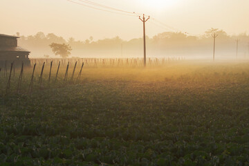 Fototapeta na wymiar Winter morning - white fog over a green agriculture field with sun rising in the background. Rural Indian scene of sun rise with mist.