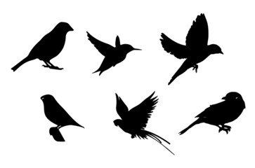 Obraz na płótnie Canvas silhouettes of birds