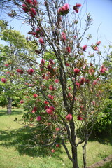 Fototapeta na wymiar ブラシの木の花
