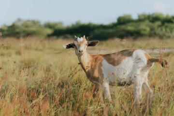 antelope in the wild Riohacha 