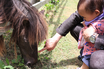 child and horse