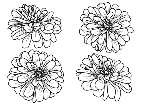 Hand drawing and sketch flower with line art illustration