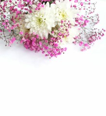 White chrysanthemum flowers and pink hypsophila inflorescences on a white background. Delicate floral arrangement. Background for a greeting card.