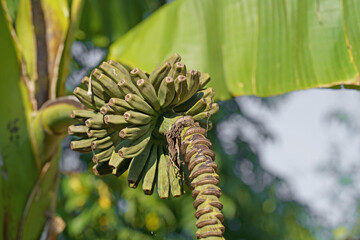 bananas ripen on a palm tree. Bunch of Bananas on Tree