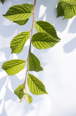 cherry tree leaves on a white background.