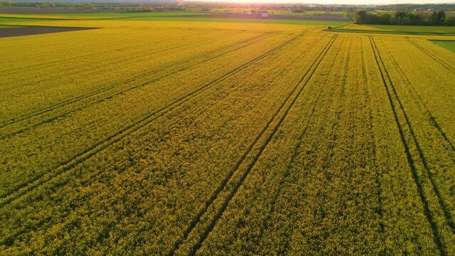 AERIAL: Beautiful view of flowering field mustard farmland bathing in sunlight. Scenic flight over big agricultural field planted with numerous yellow flowers of brassica rapa blossoming in springtime