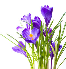 Crocus flower in the spring. Purple crocuses isolated on white background