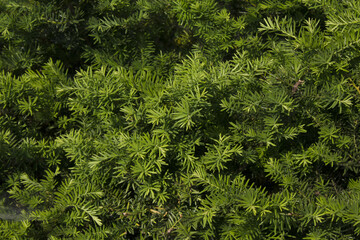 Taxus baccata close up. Green branches of yew tree(Taxus baccata, English yew, European yew).