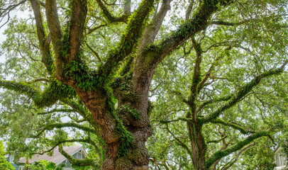 Upward view of canopy of live oak trees in Uptown neighborhood of New Orleans, Louisiana, USA