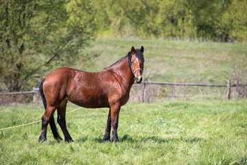 Naklejka na ściany i meble The horse is bay red-brown with black legs, mane and tail.
