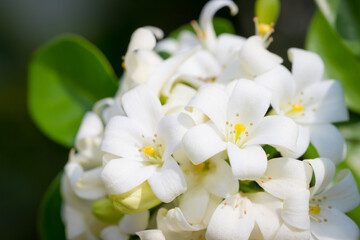 Heart-shaped white glass murraya flower