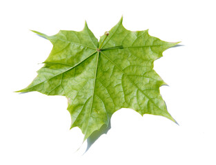 green leaf on a white background.
