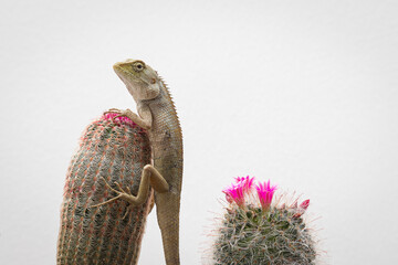 golden brown skinned chameleon perched