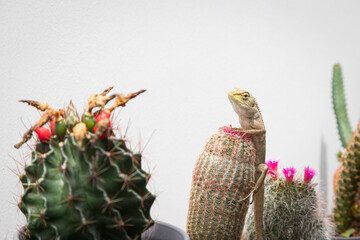 golden brown skinned chameleon perched