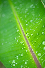 banana leaf with water drops texture