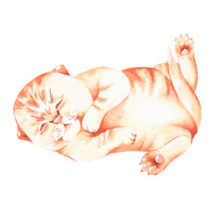 The little red kitten is sleeping. Watercolor illustration. Isolated on a white background.