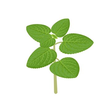 Vector illustration of herbal plant, Indian borage or Mexican mint, scientific name Coleus amboinicus, isolated on white background.