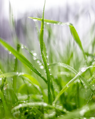 Lluvia