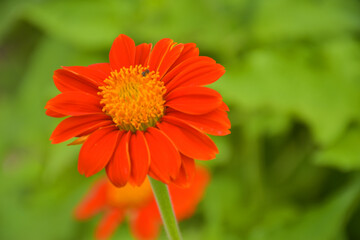 Red zinnias bloom in the garden bee stump in the garden park