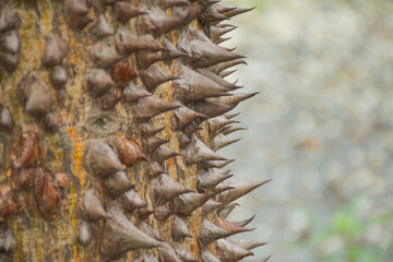 Naklejka na ściany i meble The sharp thorns of trees and bokeh in Chatuchak Park, Bangkok.
