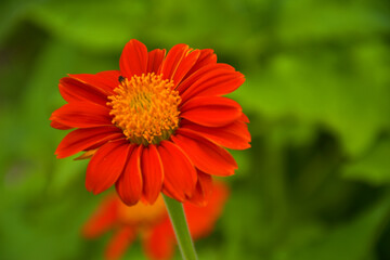 Red zinnias bloom in the garden bee stump in the garden park