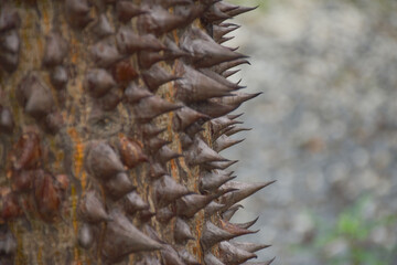 Naklejka na ściany i meble The sharp thorns of trees and bokeh in Chatuchak Park, Bangkok.