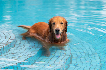Golden Retriever playing in the pool