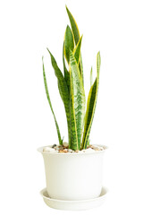 It is a  Snake Plant or Phra Indra Sword tree. It is an ornamental plant that purifies the air. Helps absorb harmful toxins. Easy to maintain and durable. It can be grown both indoors and outdoors.