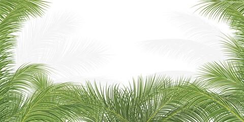 Fototapeta na wymiar palm branch, coconut leaf, tropical plant