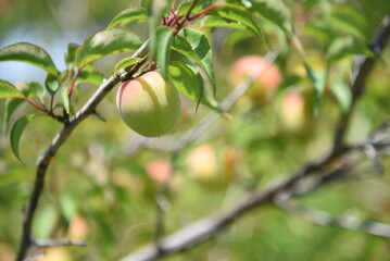 Japanese apricot (Ume) fruits. Flowers bloom from January to March, bear fruit from June to July, and are used for Pickled Ume (Umeboshi) and Ume liquor.