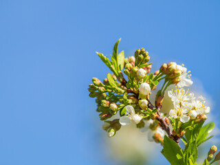 Apple tree branches with white flowers on a background of blue clear sky.