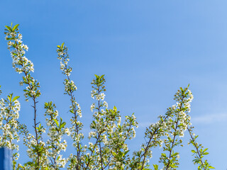 Apple tree branches with white flowers on a background of blue clear sky.