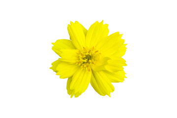 Isolated a single yellow cosmos flower with clipping paths.