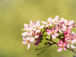 Fresh pink flowers of a blossoming apple tree with blured background