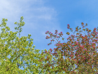 White and pink blossoming apple trees. White apple tree flowers