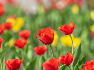 Colorful red tulips blossom in spring garden
