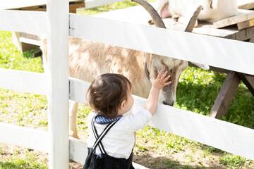 Obraz premium やぎと触れ合う男の子 