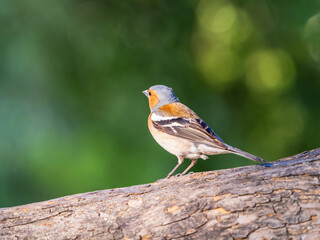 Common chaffinch, Fringilla coelebs, sits on a tree. Common chaffinch in wildlife.