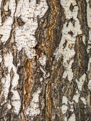 The texture of the birch bark. Birch bark background