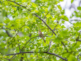 Common chiffchaff, lat. phylloscopus collybita, sitting on branch of bush in spring and looking for food