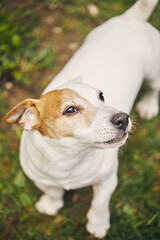 A playful Jack Russell dog in the backyard. The concept of a pet and the joy of playing with it. Vertical photo.