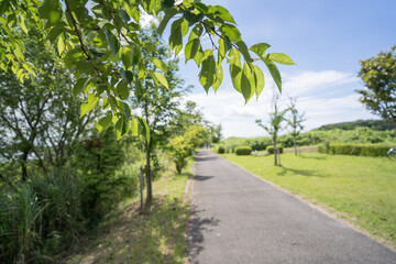 Obraz premium 新緑に囲まれるサイクリングロード