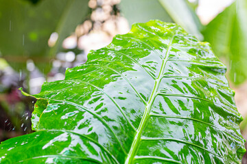 A large green leaf in the rain wet the whole leaf.
