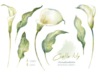 Watercolor hand drawn floral set with delicate illustration of blossom white calla lily flowers and leaf. Elegant romantic elements isolated on white background. Beautiful summer collection. - obrazy, fototapety, plakaty