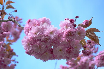 Showy and bright Prunus Kanzan Japanese Flowering Cherry double layer flowers close-up. Sakura blossom. Japanese cherry blossom.