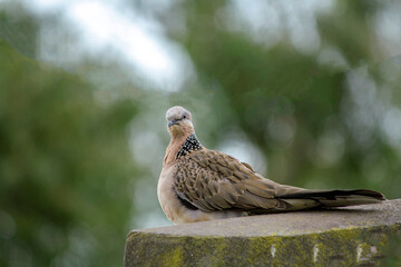 Spotted Dove (Spilopelia chinensis)
