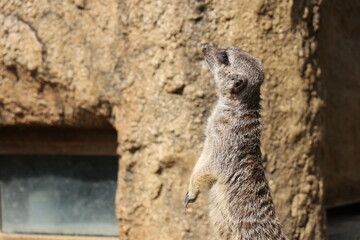 ときわ公園、ときわ動物園、ミーアキャット