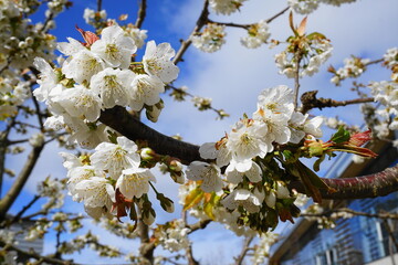 Beautiful and delicate cherry flowers in the morning sun on blue skype with clouds background close up. Cherry blossom. 