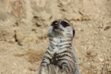 ときわ公園、ときわ動物園、ミーアキャット